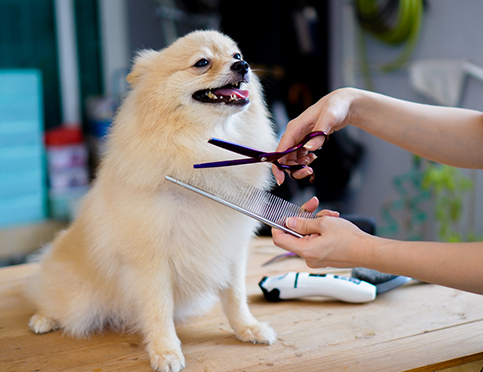 complete-guide-to-dog-grooming-why-regular-grooming-is-essential-for-your-pet-s-health Complete Guide to Dog Grooming: Why Regular Grooming is Essential for Your Pet’s Health