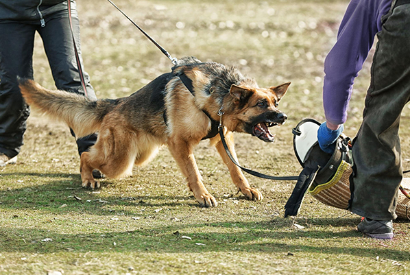 how-professional-dog-training-improves-behavior-obedience-discipline-bonding