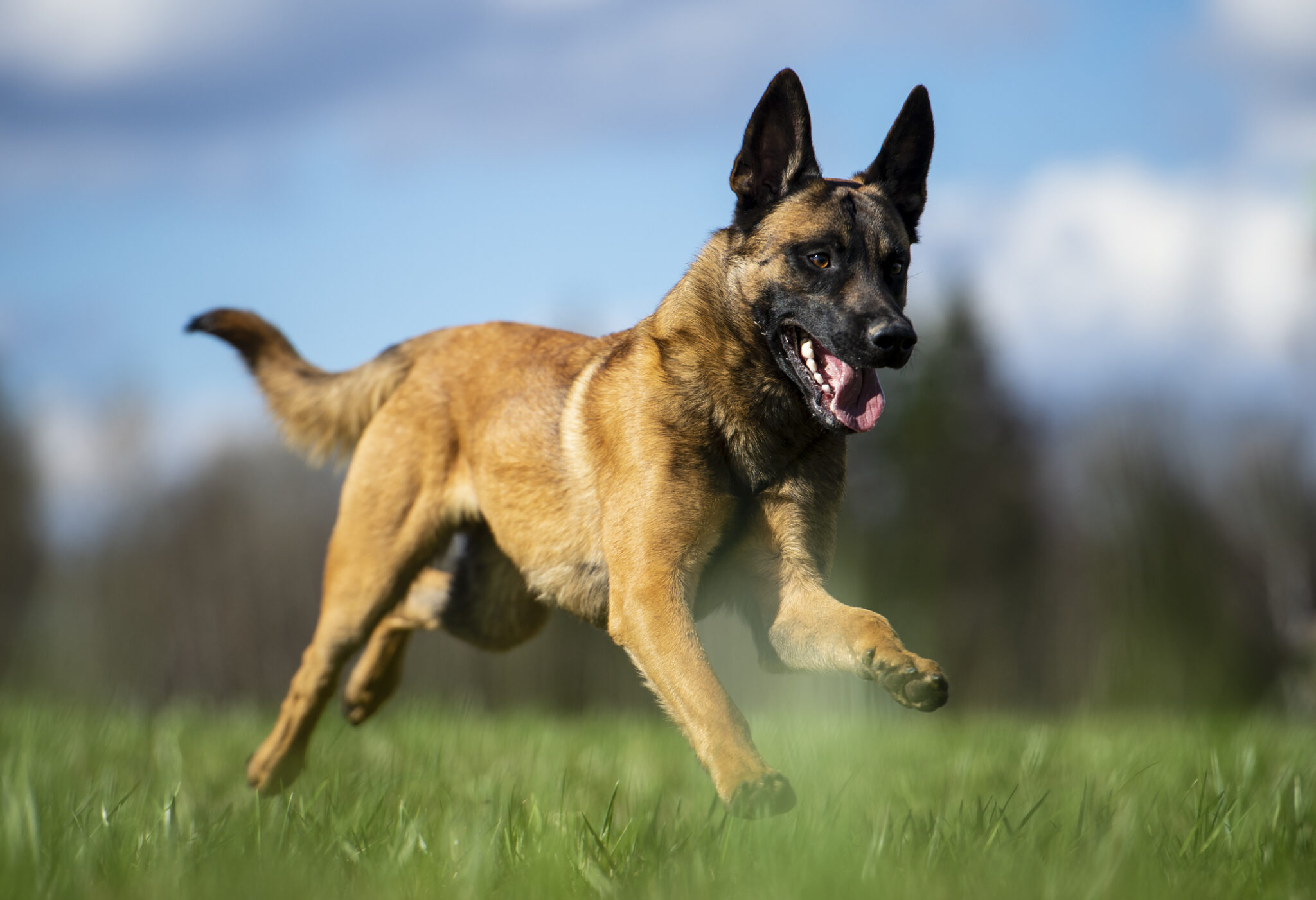 how-to-train-high-drive-dogs-and-should-you-get-one How To Train High-Drive Dogs (And Should You Get One?)