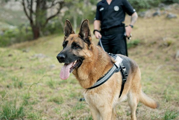 defence-police-k9 Defence & Police K9