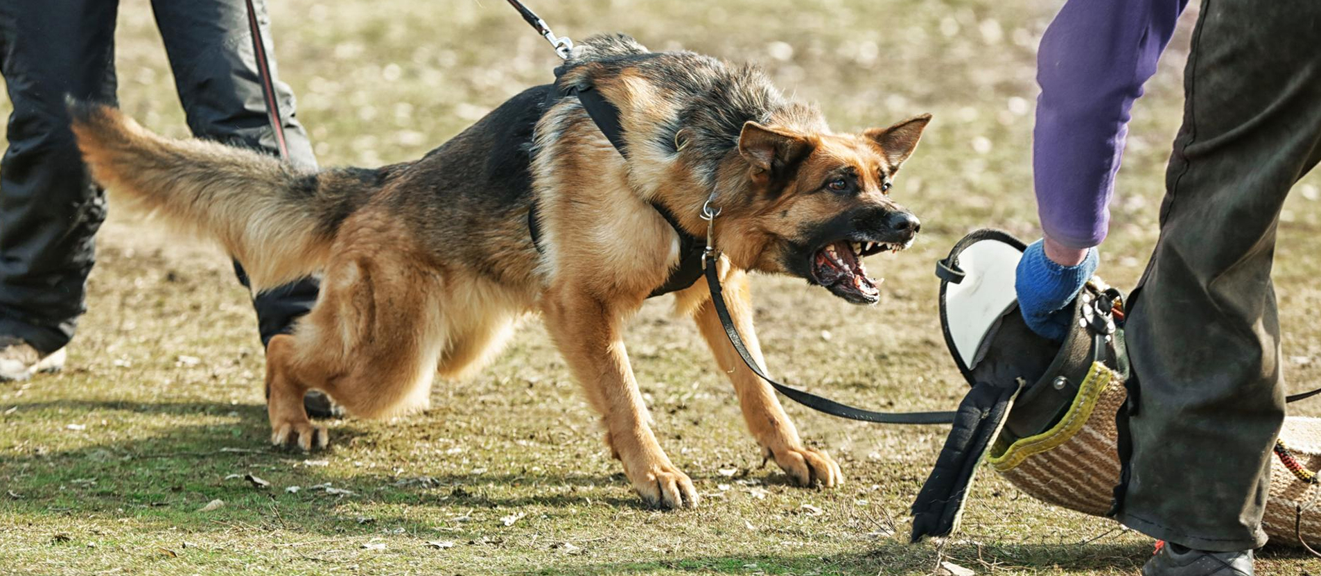 k9-trainer-academy