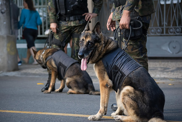 protection-dogs Protection Dogs